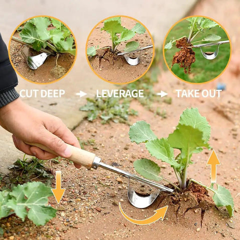 Two Pack Stainless Steel Hand Weeder Tools For Garden And Farm With V Shape Weeder in action removing weeds