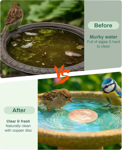 Comparison of bird baths with and without Pure Copper Bird Bath Purification Disk For Outdoor Winter Solar Power Water Fountain No Chemicals No Rust Bird Health Boost Hummingbird Bee Bath Window Feeder Stand Nectar Pole Hanging Birdhouse Accessories