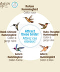 Diagram showing various hummingbird species: Rufous, Ruby-Throated, Black-Chinned, Anna's, and Allen's with bilingual labels.