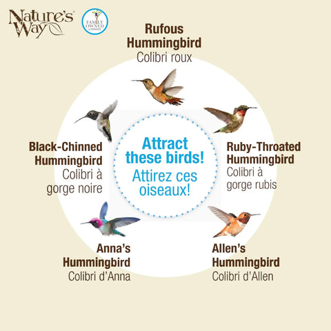 Diagram showing various hummingbird species: Rufous, Ruby-Throated, Black-Chinned, Anna's, and Allen's with bilingual labels.