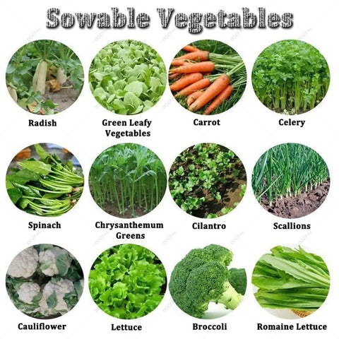 Assorted sowable vegetables including radish, carrots, spinach, cilantro, and more varieties for Three To Six Row Precision Planter For Garden Seeds 2 To 10mm With Adjustable Row Spacing Plant Spacing And Depth Easy To Use Manual Vegetable Seeder For Corn Leek Spinach And Carrots Five Row Capacity.