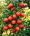 Blood Orange Tree 1-2 Feet Tall in 1 Gallon Pot, Upright Dwarf Citrus for Home Orchard, Produces Sweet Oranges, Easy Care, Rare Fruit, Container Friendly for Patio or Small Garden with ripe fruit