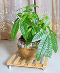 Three Pack Bamboo Plant Caddies With Rolling Wheels, 12 Inch Square Plant Stand with pot on universal 360 degree rotating dolly.