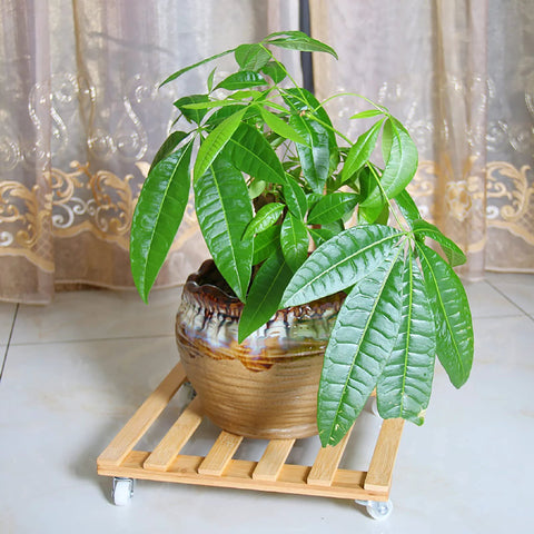 Three Pack Bamboo Plant Caddies With Rolling Wheels, 12 Inch Square Plant Stand with pot on universal 360 degree rotating dolly.