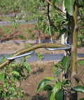 Tree Branch Spreader Tool For Fruit Trees 3.9 Inch M Shape Bend Shaping Reusable Portable Farm Tool Easy To Use Branch Puller