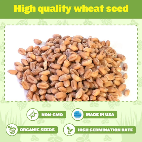 Close-up of high-quality wheat seeds labeled non-GMO, made in USA, organic, and high germination rate.