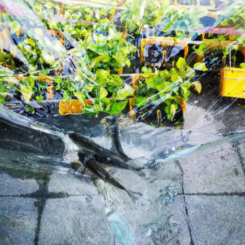 Heavy Duty Transparent Roof Tarp For Quick Fix And Emergency Leak Coverage Tear Resistant Tarpaulin Waterproof Cover For Leaky Roof 1.6 x 3.0 Meters on plants and patio