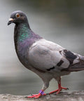 Pigeon with a purple aluminum leg band from 18 Piece Aluminum Pigeon Rings Colorful Bird ID Bands For Pigeon Feet Tagging And Leg Marking