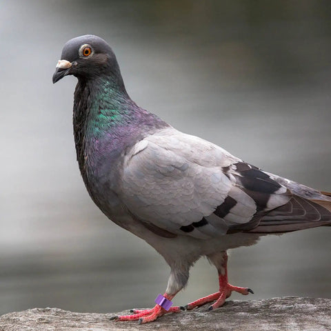 Pigeon with a purple aluminum leg band from 18 Piece Aluminum Pigeon Rings Colorful Bird ID Bands For Pigeon Feet Tagging And Leg Marking