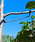 Fruit Tree Branch Spreaders 20 Pack Pro Grade 7 Inch Limb Spreader Kit for fruit trees installed on a branch