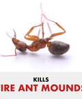 Dead fire ant on white background, representing Fire Ant Shield Yard Protection Granules For Lawns And Home Foundations, Quick Kill Queen And Colony, Season Long Control Up To 3 Months, 10 Pound Bag.