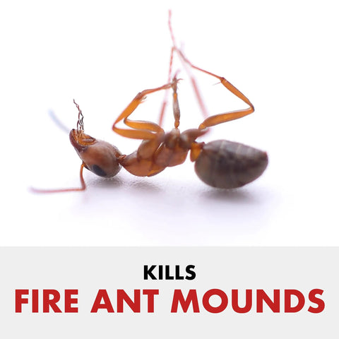 Dead fire ant on white background, representing Fire Ant Shield Yard Protection Granules For Lawns And Home Foundations, Quick Kill Queen And Colony, Season Long Control Up To 3 Months, 10 Pound Bag.