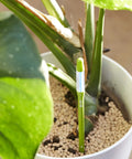 Plant Soil Moisture Sensor Pen Set Five Leave In Meter For Small Pots Green Designed For Two And A Half Inch Pots Ideal For Succulents And Indoor Plants With Continuous Moisture Monitoring used in white pot with plant