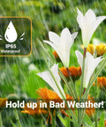 Solar Lily Garden Lights 6 Pack With 24 LED Outdoor Stake Lights Waterproof Color Changing Flower Pathway Lights in rain