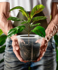 Person holding a plant in a clear nursery pot with visible roots, from the Clear Nursery Pots Set For Plants 3.5, 5, 6 Inch With Drainage Holes Flexible Reusable Seedling Planters Seed Starter Pots For Home Garden See Through Pots To Track Roots 21 Pack.