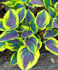 Shade Garden Hosta Seeds For Easy Care Perennials To Create Lush Borders And Container Displays With Low Maintenance Green Foliage Ideal For Dark Corners Partial Shade And Gift Worthy, variegated hosta leaves in pots