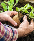 Planting a lettuce seedling into soil using a 50 Pack 4 Inch Biodegradable Seed Starter Pots With Drainage Holes No Fuss