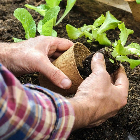 Planting a lettuce seedling into soil using a 50 Pack 4 Inch Biodegradable Seed Starter Pots With Drainage Holes No Fuss