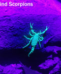 Scorpion illuminated under Dope Dual 365nm 395nm UV Flashlight Handheld Black Light Torch For Pet Urine Stains Detection; UV Blacklight.