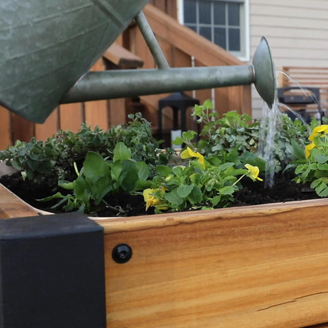 Teak Wood Raised Garden Bed Planter Box With Galvanized Steel Legs And Mesh Liner For Outdoor Gardening On Patio Balcony Deck Or Porch Built To Last With Water Repellent And Rot Resistant Teak And A 5 Year Warranty being watered