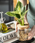 Person holding Dope Glass Propagation Stations For Plants Desktop Flower Vases Set Of Four With Two Large And Two Small Vases For Plant Cuttings Living Room Bedroom Home Office Decor Borosilicate Crystal Clear Glass with plant cutting and cork lid