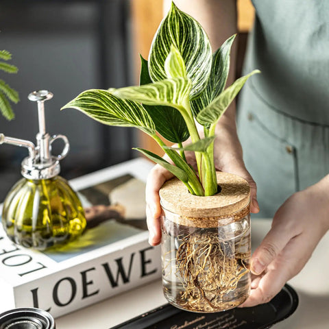 Person holding Dope Glass Propagation Stations For Plants Desktop Flower Vases Set Of Four With Two Large And Two Small Vases For Plant Cuttings Living Room Bedroom Home Office Decor Borosilicate Crystal Clear Glass with plant cutting and cork lid