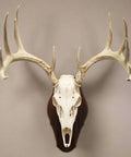 Totally Solid Walnut Euro Style Display Kit For Skull Mounts Reversible Wall Or Table Mount Fits Bear Whitetail Deer Mule Deer And Sheep