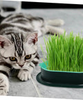 Hydroponic Cat Grass Planter Set Dual Pack For Easy Maintenance Catnip Plant Box with gray tabby cat