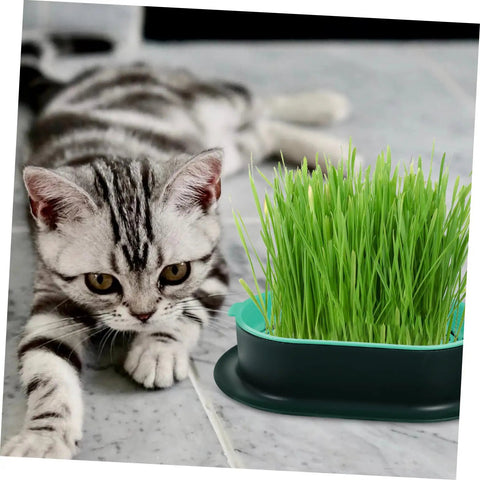 Hydroponic Cat Grass Planter Set Dual Pack For Easy Maintenance Catnip Plant Box with gray tabby cat