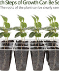 Six Tray Seed Starter Kit With Adjustable Humidity Dome showing seedlings in clear 12 cell trays, roots visible through soil.