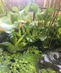 Contour Kidney Shaped Plastic Slotted Mesh Pond Plant Basket 17 Inch Long 44cm Deep Five To Seven Inches Value Three Pack with aquatic plants