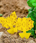 Two yellow butterfly and sunflower sticky traps in soil, part of Zero Sweat 58 Pack Yellow Sticky Gnat Traps For Indoor Plants.