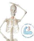 Flexible Life Size 5 Foot 6 Inch Human Skeleton With 206 Bones And A Poseable Spine And Joints, shown with 3-year protection badge
