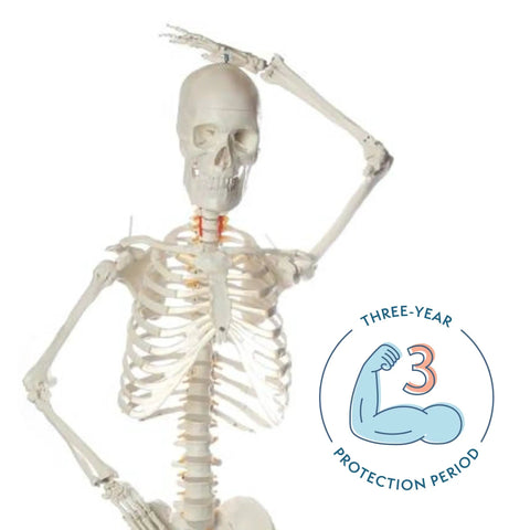 Flexible Life Size 5 Foot 6 Inch Human Skeleton With 206 Bones And A Poseable Spine And Joints, shown with 3-year protection badge
