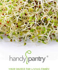 Close-up of sprouts from the Organic Sprouting Seed Assortment Pack For Microgreens And Sprouts, 12 Pre-Measured Packs Featuring Broccoli, Alfalfa, Mung, And More, Non GMO Ready To Grow No Guesswork