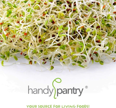 Close-up of sprouts from the Organic Sprouting Seed Assortment Pack For Microgreens And Sprouts, 12 Pre-Measured Packs Featuring Broccoli, Alfalfa, Mung, And More, Non GMO Ready To Grow No Guesswork