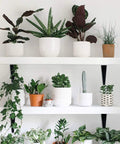 Floating shelves with plants supported by Beefed Up Heavy Duty Black Metal Floating Shelf Brackets Set 4x3 Inch L Brackets