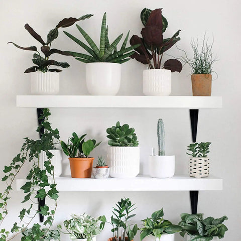 Floating shelves with plants supported by Beefed Up Heavy Duty Black Metal Floating Shelf Brackets Set 4x3 Inch L Brackets