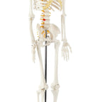 Mini Human Skeleton Model With Metal Stand, 31 Inch Tall, Fully Articulated Joints, Removable Arms And Legs