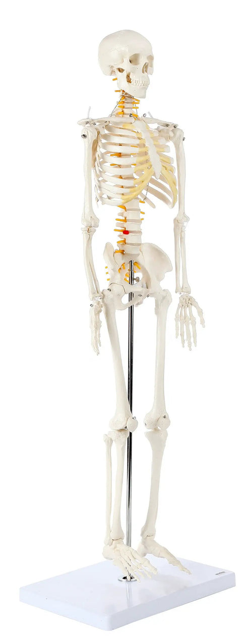 Mini Human Skeleton Model With Metal Stand, 31 Inch Tall, Fully Articulated Joints, Removable Arms And Legs