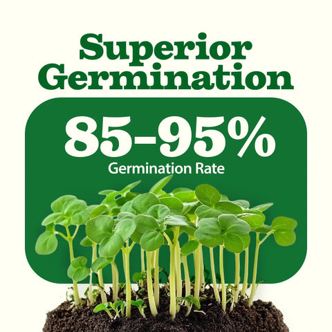 Young seedlings highlighting 85-95% germination rate for Survival Seed Vault With 55 Heirloom Varieties And 28000 Seeds Non GMO.
