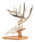 Euro Style Skull Display Kit In Solid Cherry Reversible Table Or Wall Mount For Bear Whitetail Mule Deer And Sheep Includes Hardware