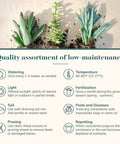 Assorted Succulent Plant Pack Of 40 Live Mini Succulents With Low Maintenance Colorful Mix For Garden And Home Decor Ideal For DIY Arrangements Wedding And Party Favors Gifts And Plant Enthusiasts, three succulents and care guide