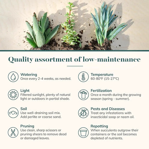 Assorted Succulent Plant Pack Of 40 Live Mini Succulents With Low Maintenance Colorful Mix For Garden And Home Decor Ideal For DIY Arrangements Wedding And Party Favors Gifts And Plant Enthusiasts, three succulents and care guide