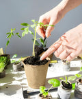 Hands planting seedlings from 55 Pack 36mm Peat Pellets For Seedlings Seed Starters Plugs Soil Discs That Expand When Wet into pots