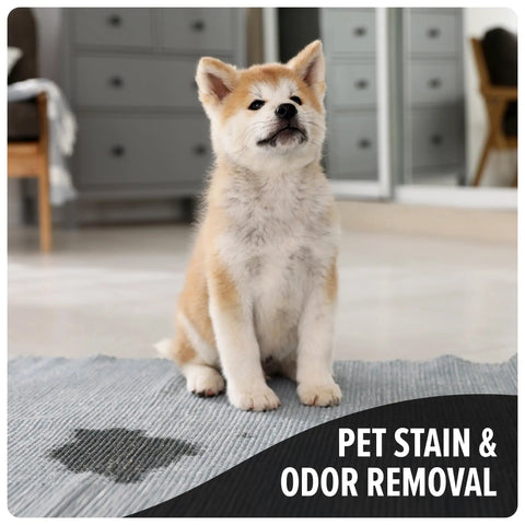 Pet Carpet Cleaner Solution 64 Oz With Tropical Breeze Scent For Pet Stains And Odors Deep Cleaning Formula To Freshen Carpets Rugs Upholstery And Home Surfaces, puppy on rug