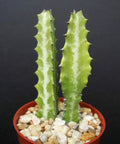 Dragon Bone Cactus Elkhorn Succulent 4 Inch Pot Bare Root Shipped Candelabra Style Cacti For Home And Garden Easy Care Indoor Outdoor Decor Great For Collections And Gifts in red pot