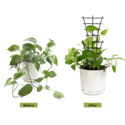 Before and after of plant using Mini Plant Trellis Garden Trellis For Climbing Plants Outdoor PP Plastic Superimposed Potted Plant Support.
