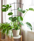 Fan-shaped 4 Pack 32 Inch Metal Plant Trellis, rustproof black, supporting indoor climbing plant in pot near window.