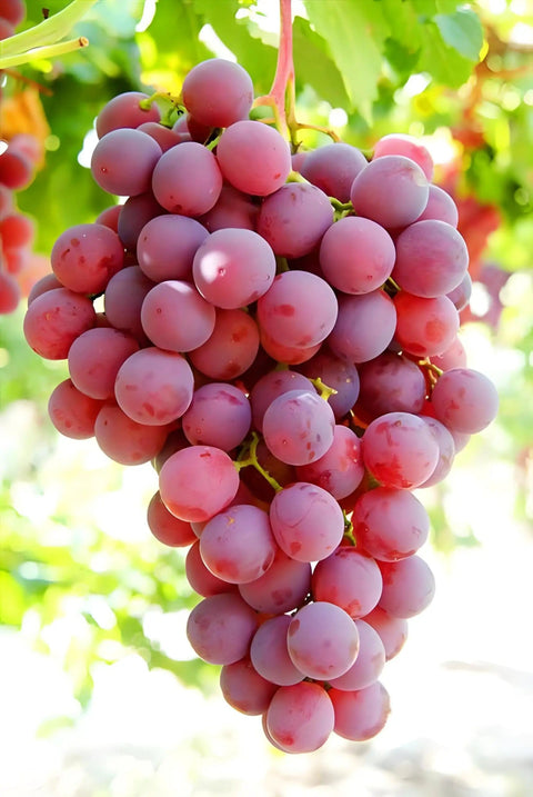 Cluster of ripe red grapes in a vineyard, showcasing part of the Massive 1700 Piece Mixed Fruit Seed Kit For Backyard Garden Planting.